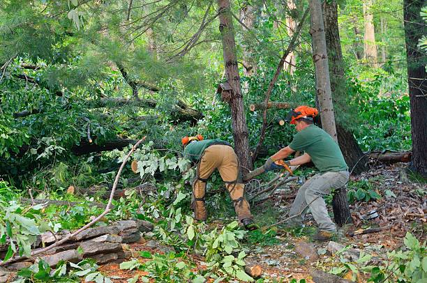 Best Tree Care Services  in USA